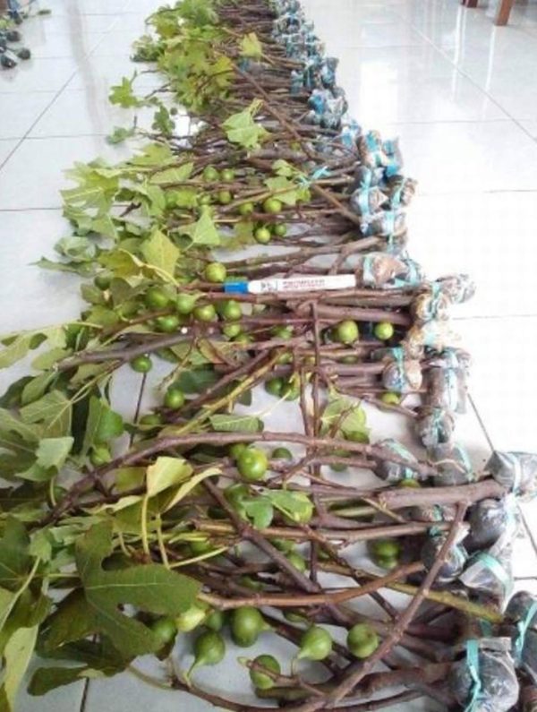 Bibit Buah Tin Cangkok Super Jumbo Fresh Pohon Jenis Suju Manado