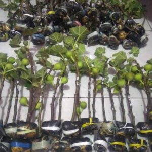 Bibit Buah Tin Cangkok Super Jumbo Fresh Pohon Jenis Suju Mappi