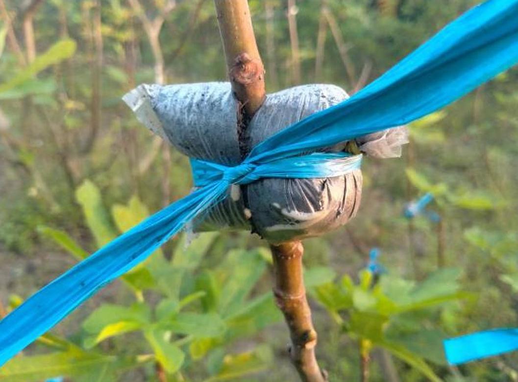 Gambar Produk Bibit Buah Tin Cangkok Super Jumbo Pohon Pangkajene Kepulauan