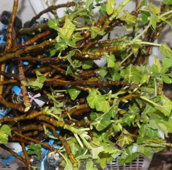 Bibit Buah Tin Cangkok Syirian Honey Fresh Pohon Indragiri Hulu