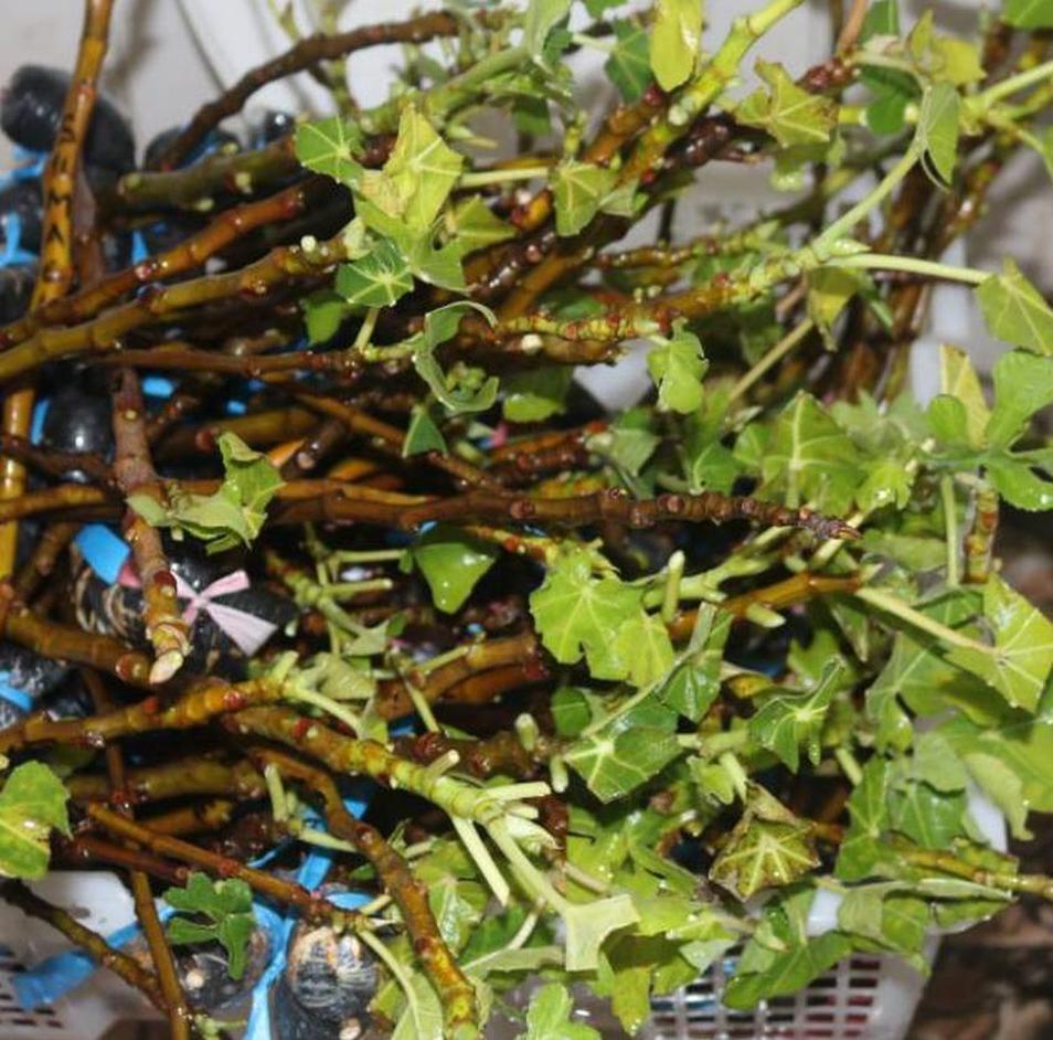 Gambar Produk Bibit Buah Tin Cangkok Syirian Honey Fresh Pohon Indragiri Hulu