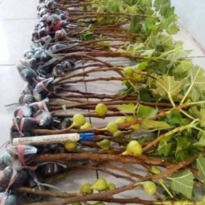 Bibit Buah Tin Cangkok Syirian Honey Fresh Pohon Tulang Bawang