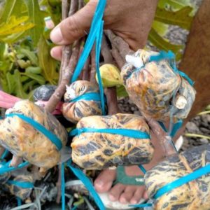 Bibit Buah Tin Jumbo Jenis Lonjong Fresh Cangkok Bolaang Mongondow Selatan