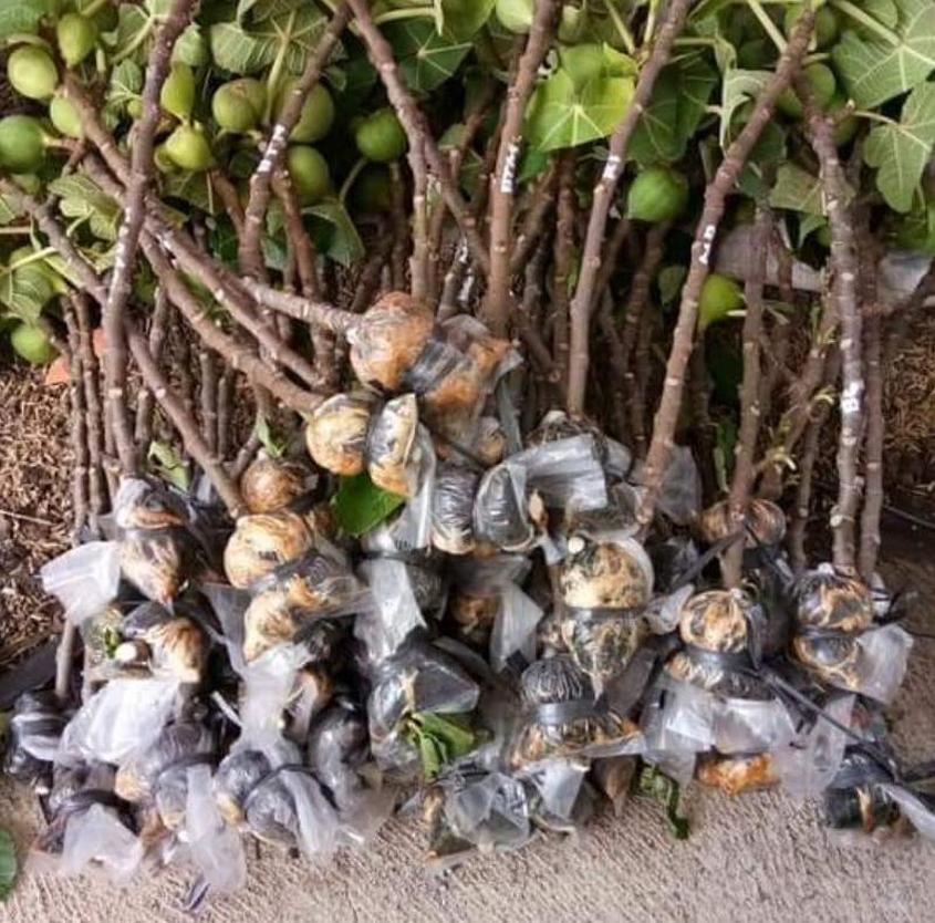 Gambar Produk Bibit Buah Tin Jumbo - Taiwan Golden Fig Fresh Cangkok Malang