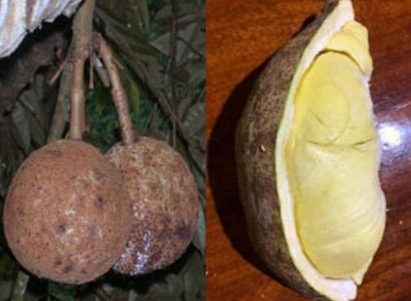 bibit buah unggul Bibit Buah Durian Gundul Asli Bengkayang