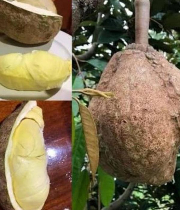 bibit buah unggul Bibit Buah Durian Gundul Asli Halmahera Timur