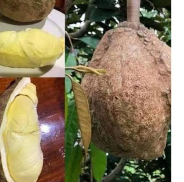 bibit buah unggul Bibit Buah Durian Gundul Terbatas Asli Discount Today Terlaris Teratas Halmahera Selatan