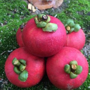 bibit buah unggul Bibit Buah Manggis Merah Mundar - Kategori Standart Original Sambas