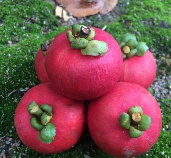 bibit buah unggul Bibit Buah Manggis Merah Mundar - Kategori Standart Original Sambas