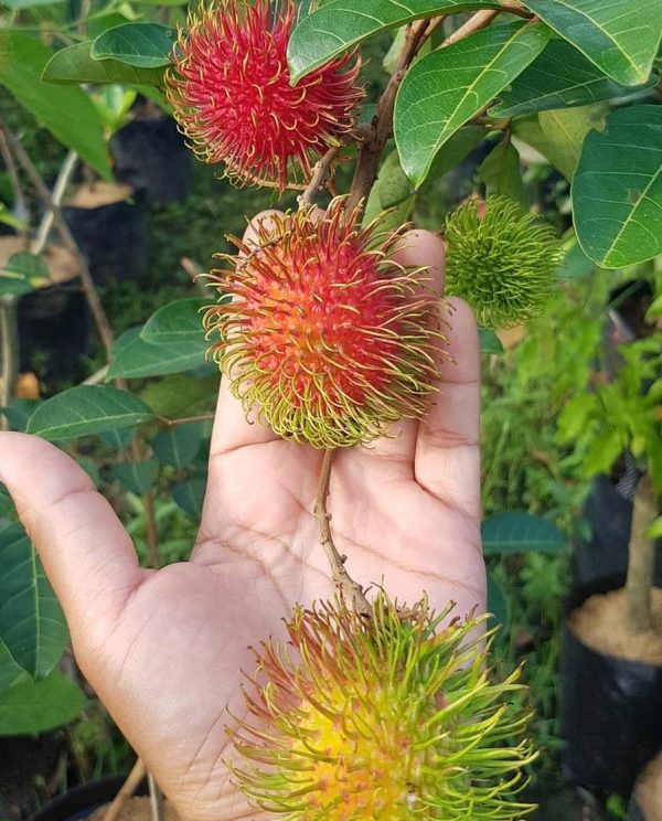 bibit buah unggul Bibit Buah Murah Hasil Cangkok Tanaman Rambutan Merah Binjai Binjay Rapiah Samarinda