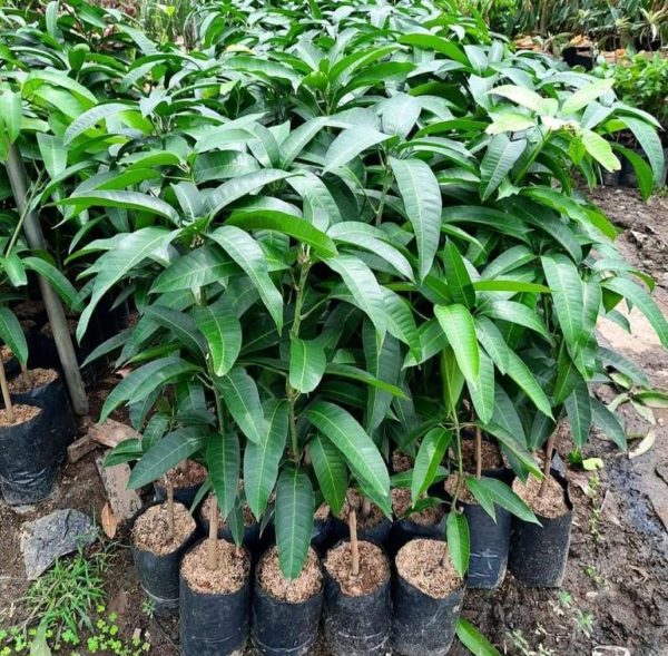 bibit buah unggul Bibit Buah Tabulampot Tanaman Mangga Jumbo Atau Kyojai Okulasi Cocok Di Tanam Muko