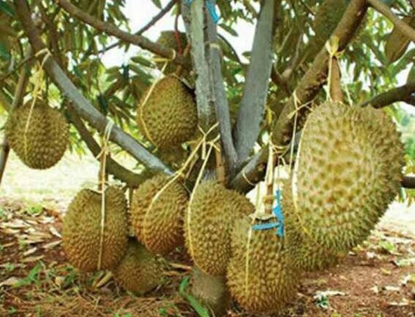 bibit buah unggul Bibit Duren Montong Code Tanaman Buah Durian Monthong Nias Barat
