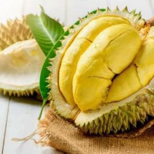 bibit buah unggul Bibit Durian Bawor X Tabulampot Bestseller Tapanuli Selatan