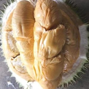 bibit buah unggul Bibit Durian Duri Hitam Black Thron Ochee Bangkalan
