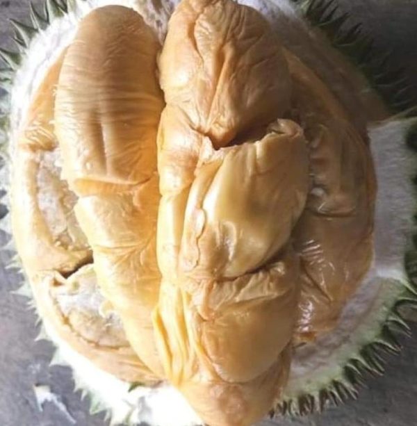 bibit buah unggul Bibit Durian Duri Hitam Black Thron Ochee Bangkalan