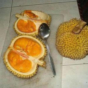 bibit buah unggul Bibit Durian Duri Hitam Oche Okulasi Unggul Tanjung Balai