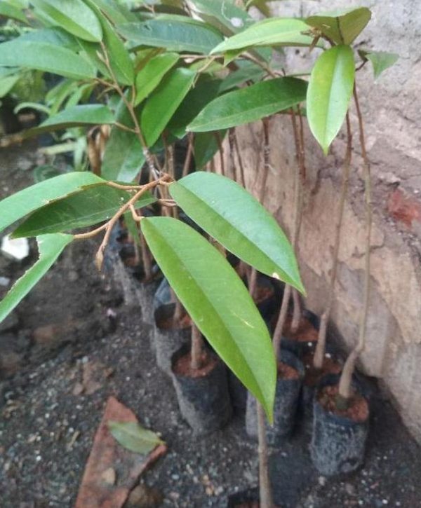 bibit buah unggul Bibit Durian Duri Hitam Terlaris Montong Dan Musangking Kaki Tunggal Grosir Paser