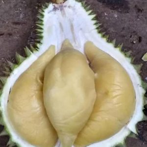 bibit buah unggul Bibit Durian Namlung Comasi Kualitas Super Batang