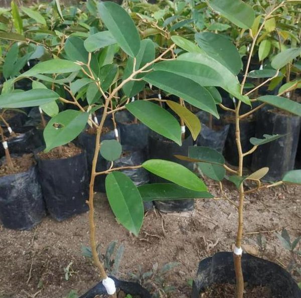 bibit buah unggul Bibit Durian Namlung Hrv Ju Dan Super Tembaga Solok Selatan