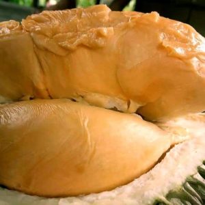 bibit buah unggul Bibit Durian Super Tembaga Unggul Murah Purbalingga