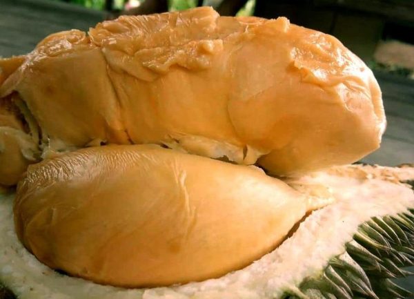 bibit buah unggul Bibit Durian Super Tembaga Unggul Murah Purbalingga