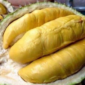bibit buah unggul Bibit Durian Unggul Moontong Kaki Tiga Hasil Okulasi Malinau