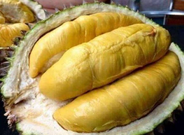 bibit buah unggul Bibit Durian Unggul Moontong Kaki Tiga Hasil Okulasi Malinau