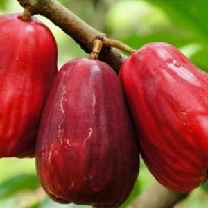 bibit buah unggul Bibit Jambu Air Jamaika Okulasi Singkawang