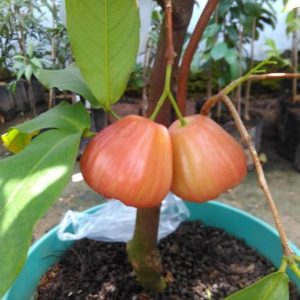 bibit buah unggul Bibit Jambu Air King Rose Super Manis Hasil Okulasi Kualitas Unggul Cocok Di Tanam Nagan Raya