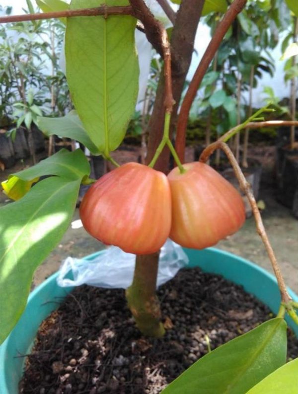 bibit buah unggul Bibit Jambu Air King Rose Super Manis Hasil Okulasi Kualitas Unggul Cocok Di Tanam Nagan Raya