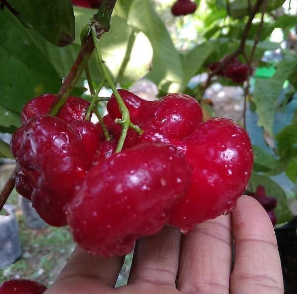 bibit buah unggul Bibit Jambu Air Ord Hasil Cangkok Tanaman Hias Buah Kancing Citra Merah King Rose Dalhari Pas Binjai