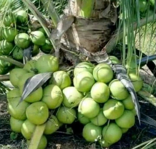 bibit buah unggul Bibit Kelapa Genjah Tanaman Entok Kaimana