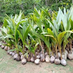 bibit buah unggul Bibit Kelapa Hibrida Pohon Hijau Maluku Tengah