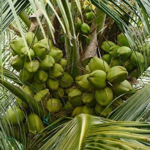 bibit buah unggul Bibit Kelapa Hibrida V Tanaman Buah Unggul, Murah, Bergaransi Maluku Tengah