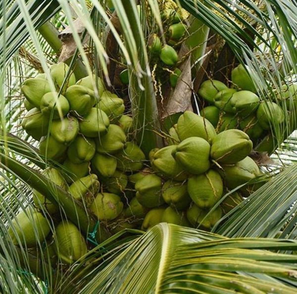 bibit buah unggul Bibit Kelapa Hibrida V Tanaman Buah Unggul, Murah, Bergaransi Maluku Tengah