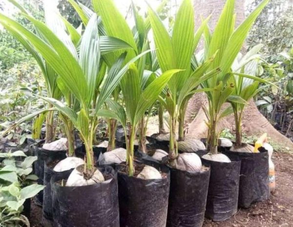 bibit buah unggul Bibit Kelapa Pandan C- -L Super Berkualitas Murah Pasti Ready Gorontalo Utara