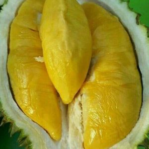 bibit buah unggul Bibit Musang King Pohon Durian Kaki Tiga Natuna
