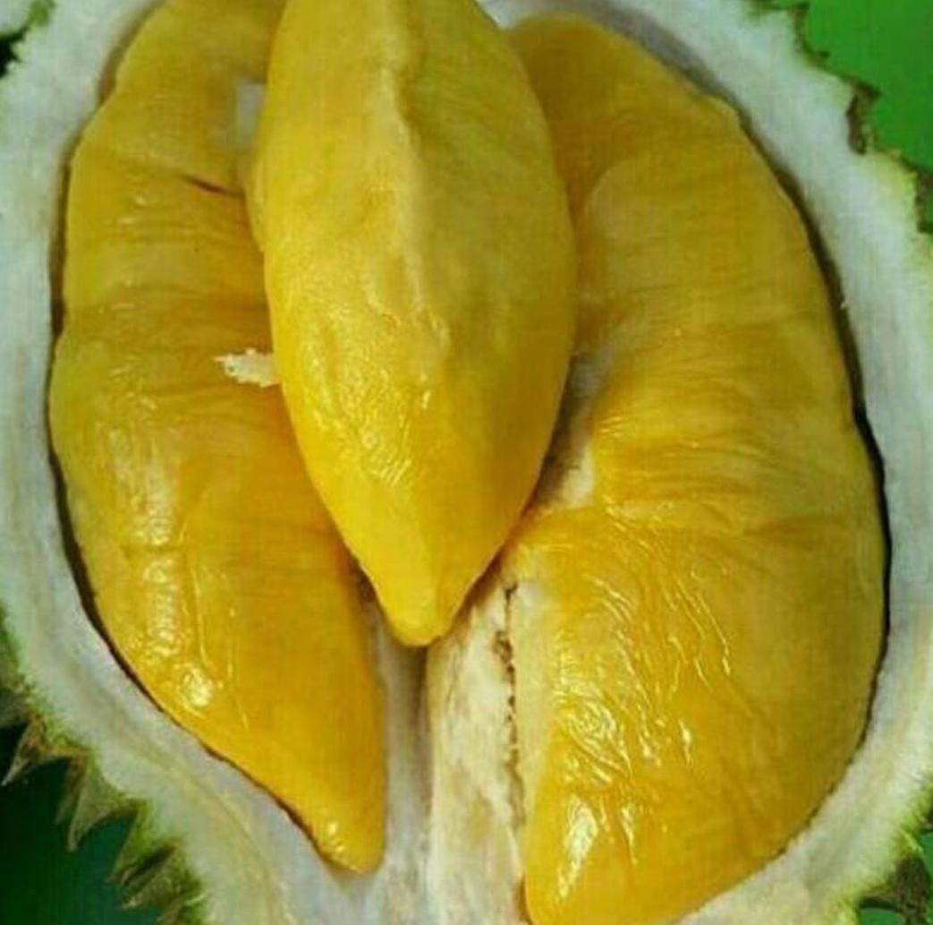 Gambar Produk bibit buah unggul Bibit Musang King Pohon Durian Kaki Tiga Natuna