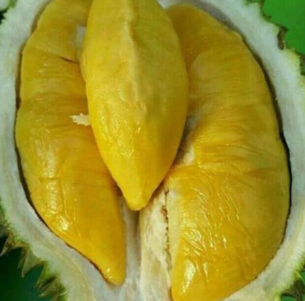 bibit buah unggul Bibit Musang King Ready Stock Silahkn Diorder Produkunggulan Pohon Durian Kaki Tiga Asahan