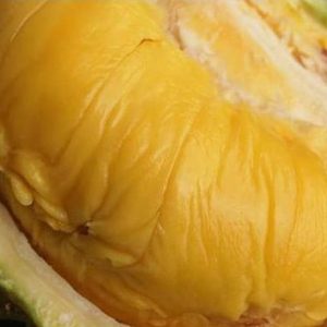 bibit buah unggul Bibit Musang King Tanaman Buah Durian Unggul, Murah, Bergaransi Bangka Selatan