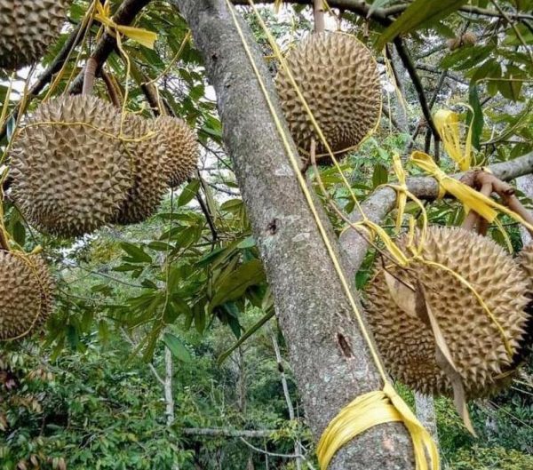 bibit buah unggul Bibit Musang King Tren Terbaru Symbol Buah Durian Musangking Unggul Langsung Pesan Semarang