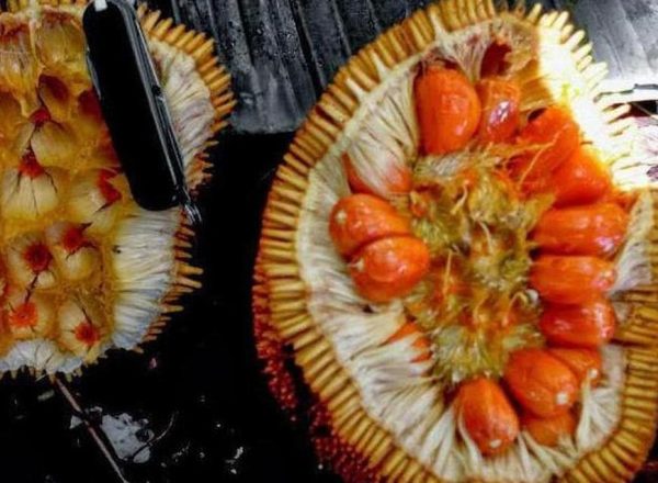 bibit buah unggul Bibit Nangka Merah Tanaman Buah Red Jackfruit Pahuwato