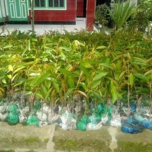 bibit buah unggul Bibit Pohon Durian Buah Bawor Super Tanaman Asli Unggul Flores Timur