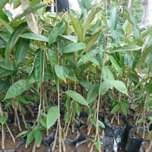 bibit buah unggul Bibit Pohon Durian Buah Montong Okulasi Kualitas Unggul Premium Tebing Tinggi