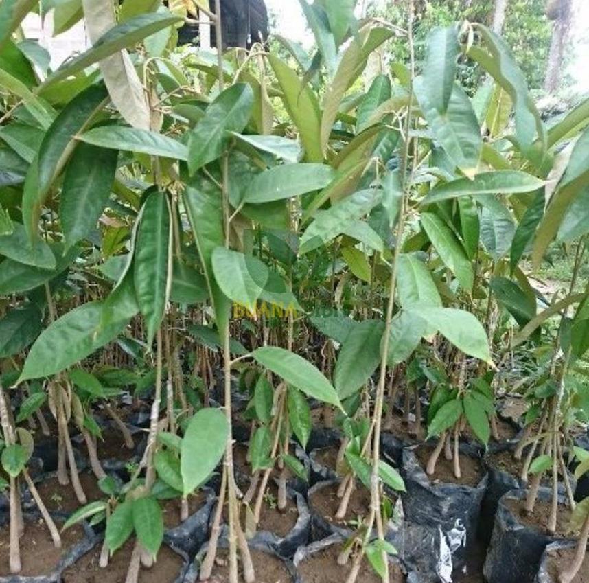 Gambar Produk bibit buah unggul Bibit Pohon Durian Buah Montong Okulasi Kualitas Unggul Premium Tebing Tinggi