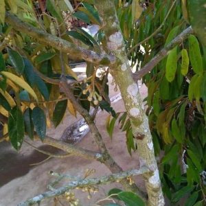 bibit buah unggul Bibit Pohon Durian Buah Montong Super Jumbo Sambung Pendek Kepahiang