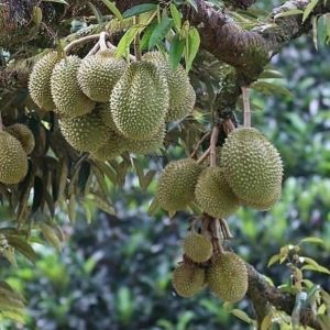 bibit buah unggul Bibit Pohon Durian Q- -R Super MonthongDurian Montong Berkualitas Unggul PalingMurah Bondowoso