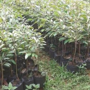 bibit buah unggul Bibit Pohon Durian Spesial Tambulampot Buah Bawor Hasil Okulasi Super Maybrat