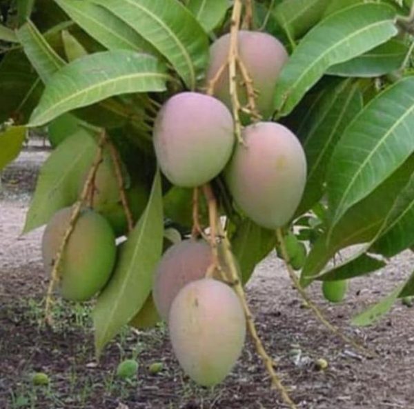bibit buah unggul Bibit Pohon Mangga Gedong Gincu Super Okulasi Berkualitas Vyh Sukamara