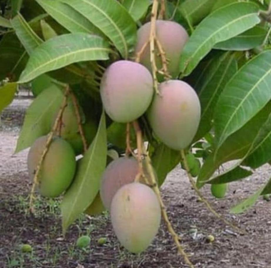 Gambar Produk bibit buah unggul Bibit Pohon Mangga Gedong Gincu Super Okulasi Berkualitas Vyh Sukamara